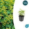 Alchémille molle (Alchemilla mollis) 10-25cm, Ø9cm, 12 Voir les images du produit 2