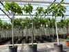 Feigenbaum 150-180 cm Obstbaum winterhart kräftiger Stamm, Produktbild-Vorschau 6