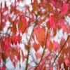 2 x páv - Euonymus europaeus | 60-80 cm v nádobe Náhľad obrázku produktu 2