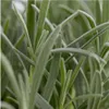 Syngonium Golden Feel Green - Ø14Cm - ↕30Cm Náhled obrázku produktu 4