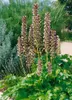 Acanthus hungaricus, Bärenklau, ca. 9x9 cm Topf, dekorativ Produktbild-Vorschau 7