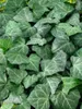 Efeu Woerner 80-100 cm, im Topf - Hedera helix, immergrün Produktbild-Vorschau 4