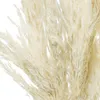 Pampasgras Deko Bouquets Trockenblumen 65-75cm 6 Stk, 6 Produktbild-Vorschau 2