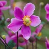 6 x Herbst Anemone  - Anemone hupehensis 'Splendens'  | Produktbild-Vorschau 1