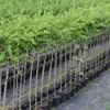Macherauchs Resistenta gelbe Stachelbeere mehltaufest Produktbild-Vorschau 3