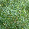 Lípa úzkolistá – Phillyrea angustifolia | 40–50 cm v Náhled obrázku produktu 2