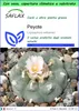SAFLAX Garden to go - Peyote - 20 semi - Lophophora Anteprima dell’immagine prodotto 1