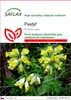 SAFLAX - pastýř - Primula veris - 100 Semena Náhled obrázku produktu 1