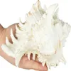 Große natürliche Muscheln, riesige Ozeanmuschel 18–20cm Produktbild-Vorschau 3