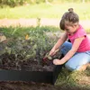A young girl gardening in a raised garden bed. Náhled obrázku produktu