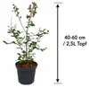 Lagerstroemia indica Rosea Nova, 40–60 cm – Roze Productafbeelding-voorbeeld 5