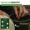 Kapuzinerkresse Rankende Mischung Samen - Tropaeolum majus Produktbild-Vorschau 4
