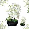 Jednolistový orchidej v květináči, 1 kus Náhled obrázku produktu 2