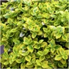 Plants by Frank | 48 Gelbe Spindelstrauch Pflanzen | Produktbild-Vorschau 3