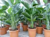 Strelitzia Strelitzie weiß Augusta 160 - 180 cm, Produktbild-Vorschau 4