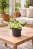 Epipremnum Happy Leaf Topf ca. 20 cm - Pflegeleichte Produktbild-Vorschau 3