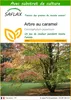 SAFLAX  - Arbre au caramel - 200 graines - Avec substrat - Voir les images du produit 1