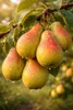 Clapps Liebling Birne Birnenbaum Obstbaum kleinbleibend Produktbild-Vorschau 1