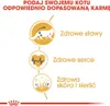 Royal Canin Feline Maine Coon - 2 kg Podgląd zdjęcia produktu 4