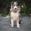 Farm-Land Hunde Dummy Ente mit Kunstfell 300g Produktbild-Vorschau 7