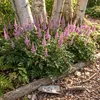 Stauden Gänge 3 x Astilbe chinensis pumila im 0,5 Liter Produktbild-Vorschau 1