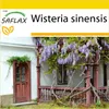 SAFLAX Kultivační sada - Wisteria - Wisteria sinensis - 4 Náhled obrázku produktu 10