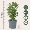 Adenium arabskie - 2 szt - Adenium obesum - Wysokość Podgląd zdjęcia produktu 2