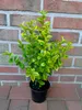 20x Ligustrum ovalifolium Aureum - Goldliguster Produktbild-Vorschau 3