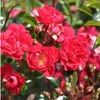 2 x  Rosa  - Bodendecker Rose - Rosa 'Rote The Fairy' Produktbild-Vorschau 1
