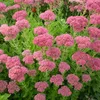6 x rozchodník  - Sedum spectabile 'Brillant'  | Květináč 9 Náhled obrázku produktu 2