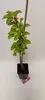 Prunus avium 'Boas' ® Säulenkirsche, 3 Liter Topf Produktbild-Vorschau 2
