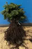 Nordmanntanne I 25-50cm | Abies nordmanniana | 5 Jahre | Produktbild-Vorschau 3