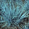 Stauden Gänge 1 x Elymus magellanicus im 1 Liter Topf - Produktbild-Vorschau 2