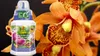 Orchideendünger 0,25 l - Hochwertig - Nährstoffreich - Für Produktbild-Vorschau 3