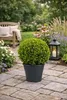 Buchsbaumkugel Ø 35 cm – Immergrün Buxus sempervirens Produktbild-Vorschau 1