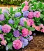 BALDUR Garten 1x Winterharte Freiland-Hortensie L.A. Produktbild-Vorschau 1