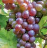 Winorośl Reliance bezpestkowa 2L Podgląd zdjęcia produktu 2