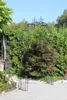GardenAndPools Arc de roses Paris Lys Pointe L-1,20 m Voir les images du produit 6