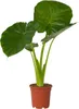 Plante éléphant - Alocasia 'Odora' - Hauteur 55-75cm - Voir les images du produit 1