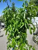 A potted tree with green leaves is displayed outdoors on a paved surface, with other plants and white structures in the background. Produktbild-Vorschau