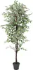 Blanc Ficus Benjamina Plante Arbre Artificielle Artificiel Voir les images du produit 1