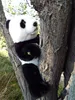 Kuscheltier Panda Huy 16 cm schwarz-weiß Uni-Toys Produktbild-Vorschau 5