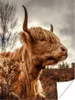 MuchoWow® Poster Scottish Hochlandrind - Strauch - Produktbild-Vorschau 1