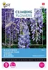 Buzzy Popínavé kvety Wisteria Blue semená - približne 5 Náhľad obrázku produktu 1