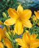 Taglilie Cartwheels, im Topf - Hemerocallis x cult. Produktbild-Vorschau 2