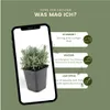 Plants by Frank | 60 Lavendel Pflanzen | Lavandula Produktbild-Vorschau 5