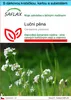 SAFLAX Dárková sada - luční pěna - Cardamine pratensis - Náhled obrázku produktu 1