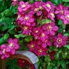A close-up of several blooming clematis flowers with green leaves and a wooden garden feature. Produktbild-Vorschau