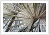 Poster - Poster ohne Rahmen - Blatt Palme Natur - 70x50 cm Produktbild-Vorschau 1
