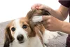TRIXIE Oorverzorging - Oorbeschermers - 50 stuks. Productafbeelding-voorbeeld 7